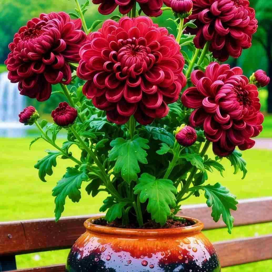 Double-Petal Chrysanthemums Seeds + 100 grams Organic Pot Mix Free