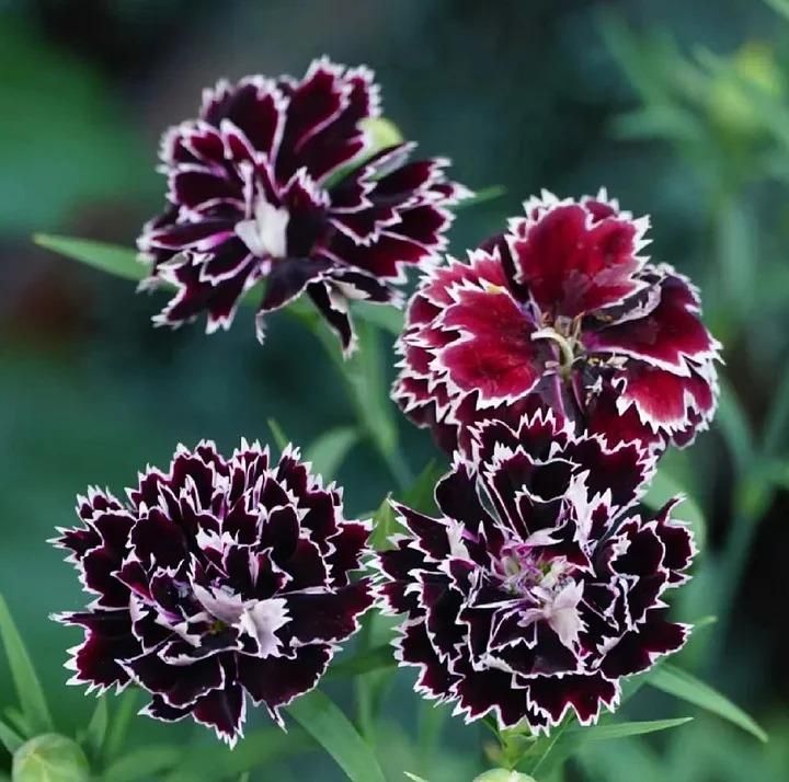 Dianthus Seeds (Free Pot Mixture 100 gm)